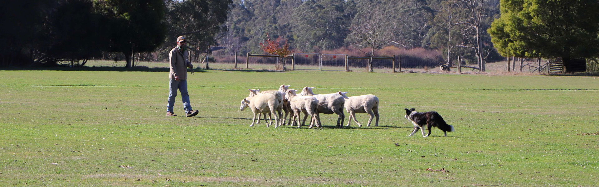 South Gippsland Working Dog Group