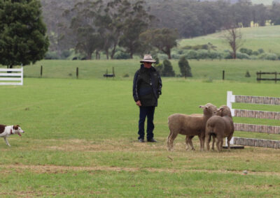 SGWDG sheepdogs
