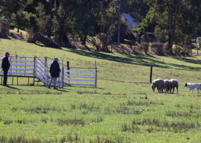SGWKG training sheep dogs