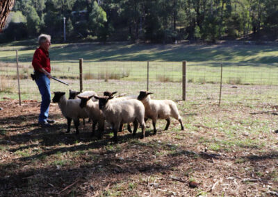 sheep dog trials in south gippsland