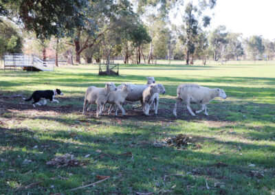 training sheepdogs boolarra