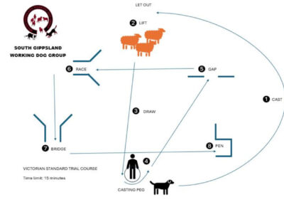 victorian standard trial course sheepdogs