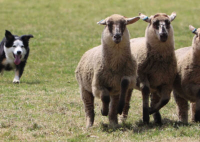 working sheep dog trials