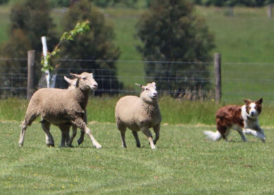 working sheep dog trials
