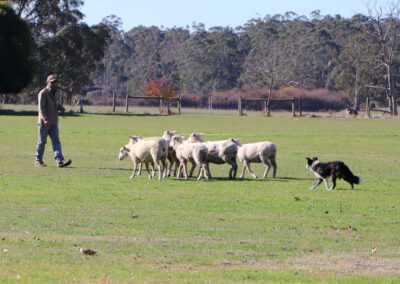 working dogs in action